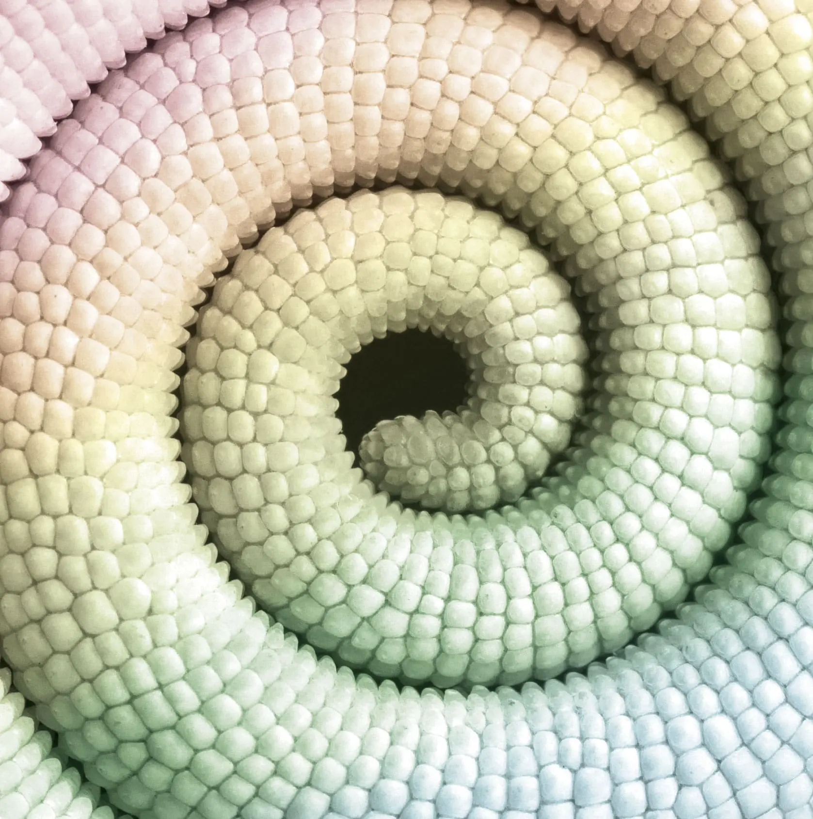 Chameleonik-cola-camaleon